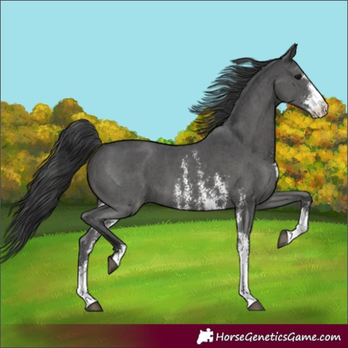 Horse Color:Unknown 