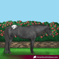 Horse Color:Black Blanket Rabicano 