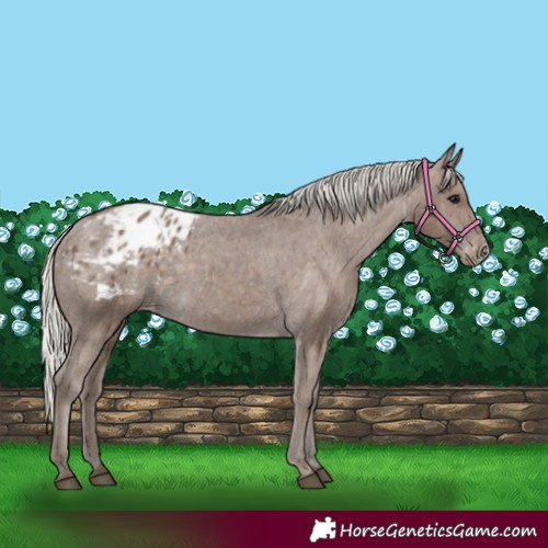 Horse Color:Silver Black Blanket Rabicano 
