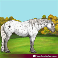 Horse Color:Silver Black Near Leopard Rabicano 