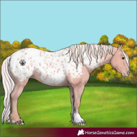 Horse Color:Watercolor Silver Grullo Appaloosa 