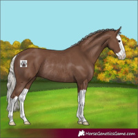 Horse Color:Silver Black Splash Rabicano