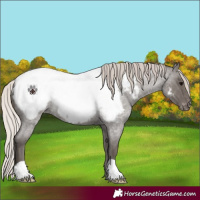 Horse Color:Silver Blue Roan Near Fewspot Rabicano