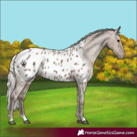 Horse Color:Silver Grullo Appaloosa Rabicano
