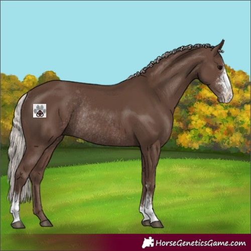 Horse Color:Silver Black Sabino Rabicano 