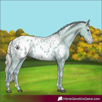 Horse Color:Watercolor Silver Smoky Black Tobiano Appaloosa 