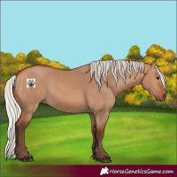 Horse Color:Silver Bay Dun 