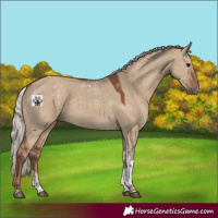 Horse Color:Silver Grullo Tobiano