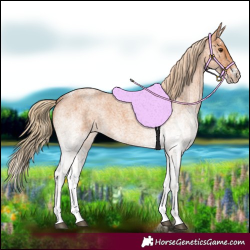Horse Color:White Spotted Red Roan 
