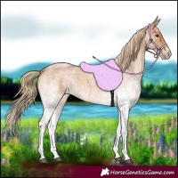 Horse Color:White Spotted Red Roan 