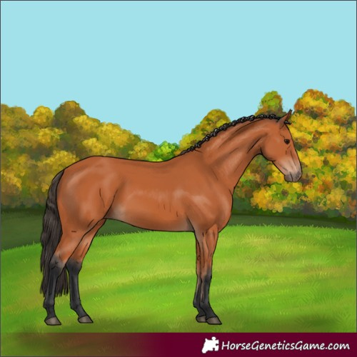 Horse Color:Bay 
