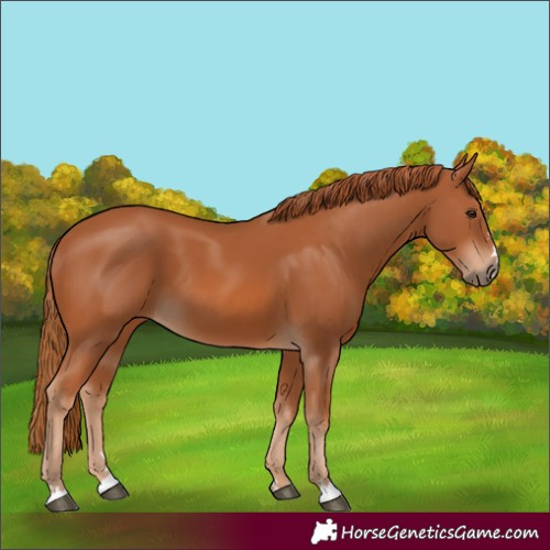 Horse Color:Chestnut 