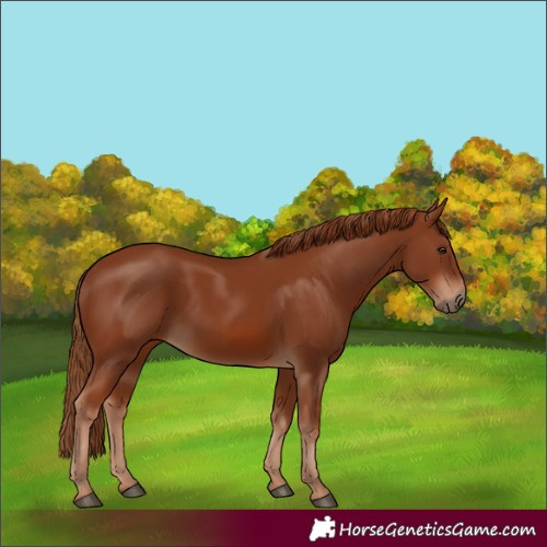 Horse Color:Chestnut 
