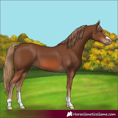 Horse Color:Chestnut 