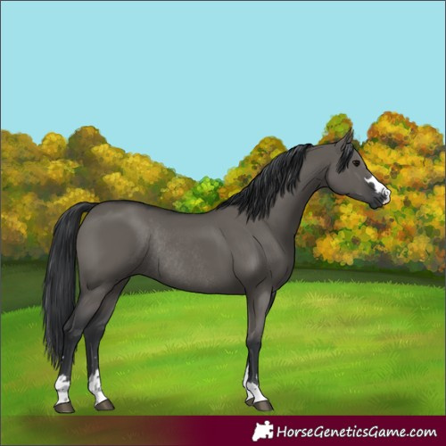 Horse Color:Grullo Rabicano 