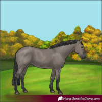 Horse Color:Grullo Rabicano 