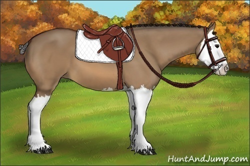 Horse Color:Bay Dun Splash 