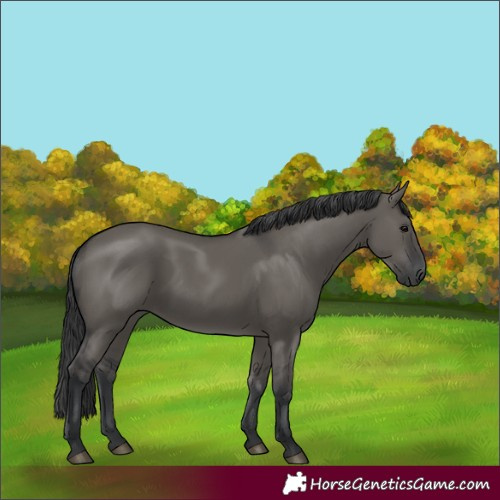 Horse Color:Grullo Rabicano 