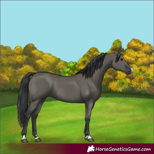 Horse Color:Grullo Rabicano 