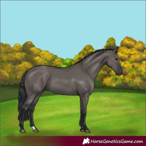 Horse Color:Grullo Rabicano 