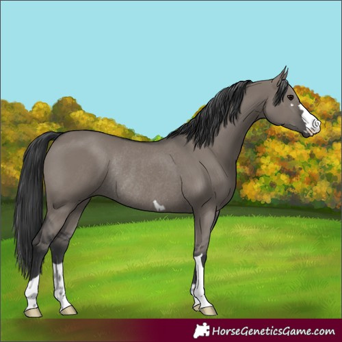 Horse Color:Grullo Rabicano 