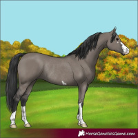 Horse Color:Grullo Rabicano 