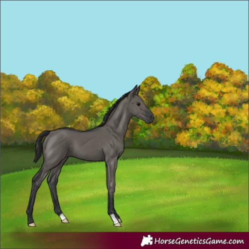 Horse Color:Grullo 