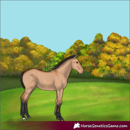 Horse Color:Bay Dun 