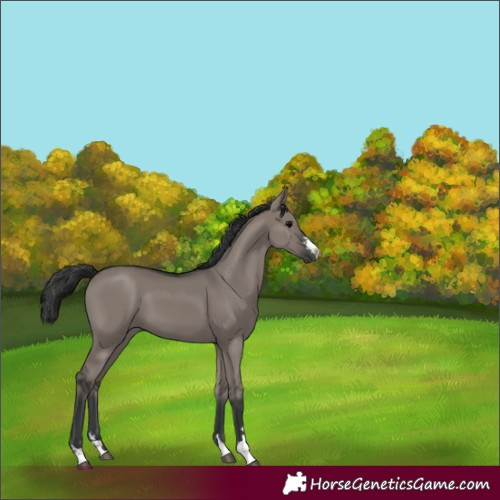 Horse Color:Grullo