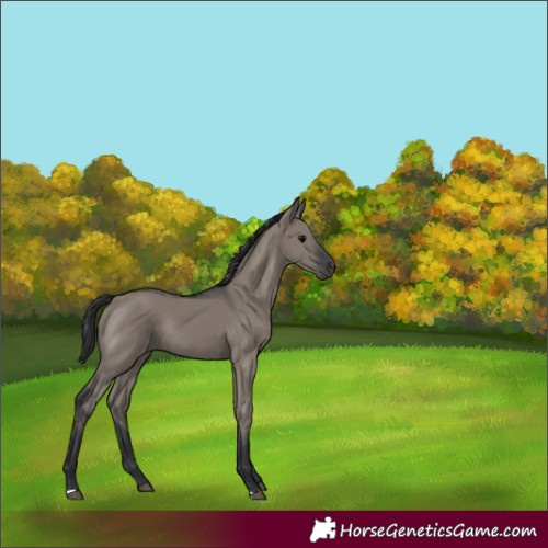 Horse Color:Grullo Rabicano 