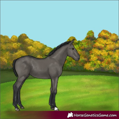 Horse Color:Grullo Rabicano 