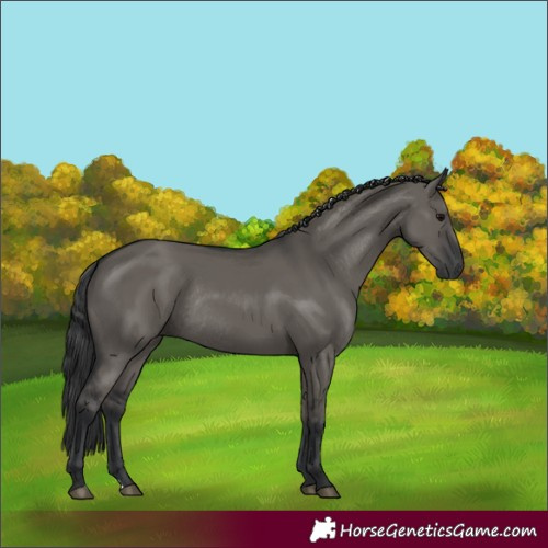 Horse Color:Grullo Rabicano 