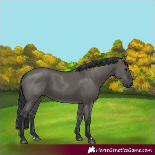 Horse Color:Grullo Rabicano 