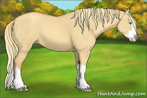 Horse Color:Gold Champagne Dun Sabino Splash 