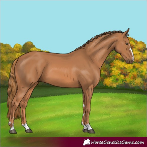 Horse Color:Chestnut 