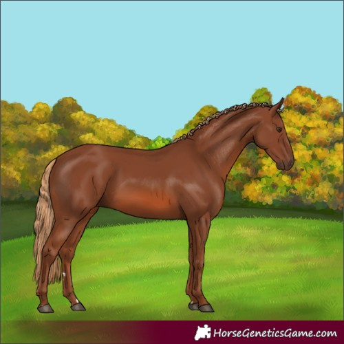 Horse Color:Chestnut 