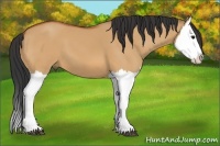 Horse Color:Bay Dun Splash 