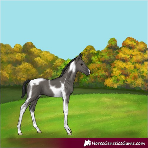 Horse Color:Grullo Tobiano