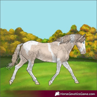 Horse Color:Perlino Splash Tobiano