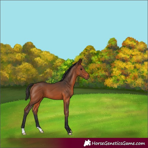 Horse Color:Bay 