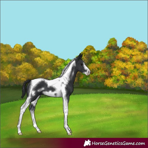 Horse Color:Black Tobiano Frame 
