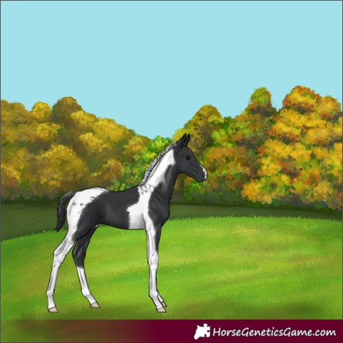 Horse Color:Black Tobiano 