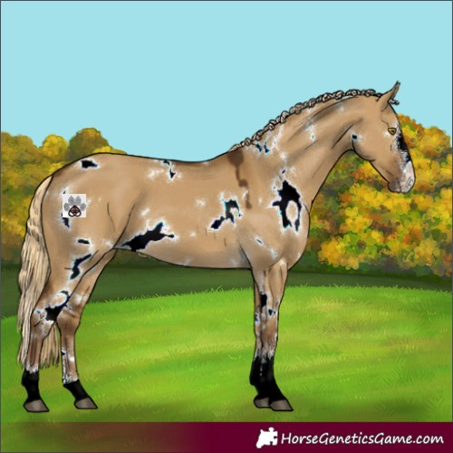 Horse Color:White Spotted Chocolate Palomino Dun Sabino 