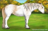 Horse Color:White Spotted Red Dun 