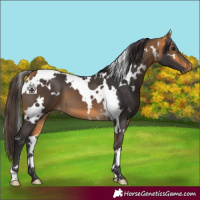 Horse Color:White Spotted Buckskin