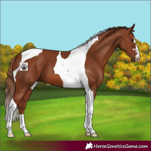 Horse Color:Chestnut Tobiano 