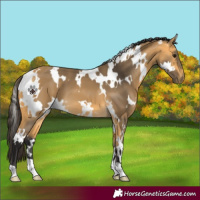 Horse Color:White Spotted Buckskin