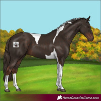 Horse Color:Liver Chestnut Tobiano