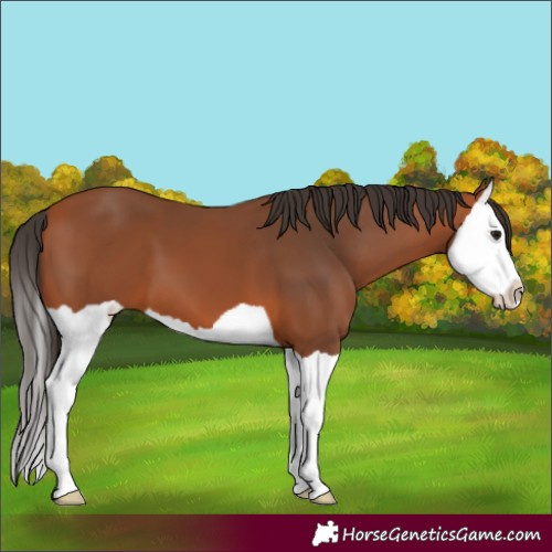 Horse Color:Bay Splash 