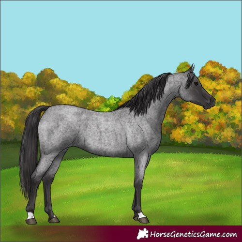 Horse Color:Smoky Blue Roan 
